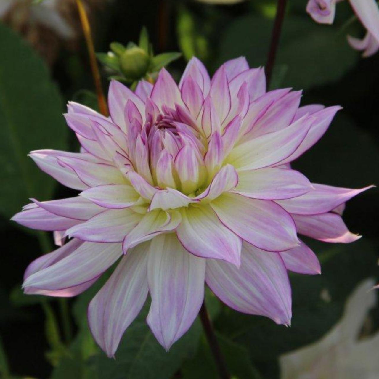 Dahlia 'Crazy Love' plant