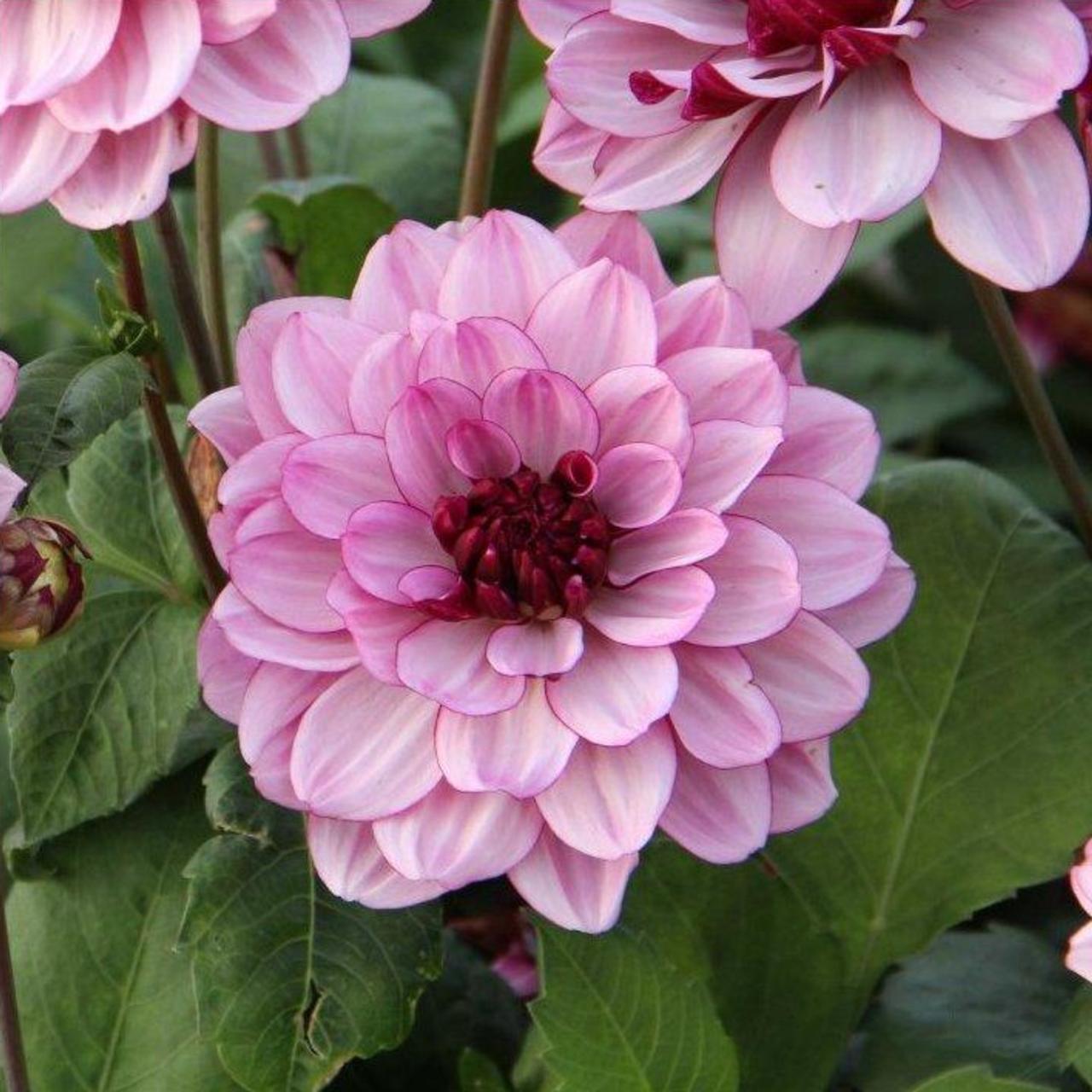 Dahlia 'Crème de Cassis' plant