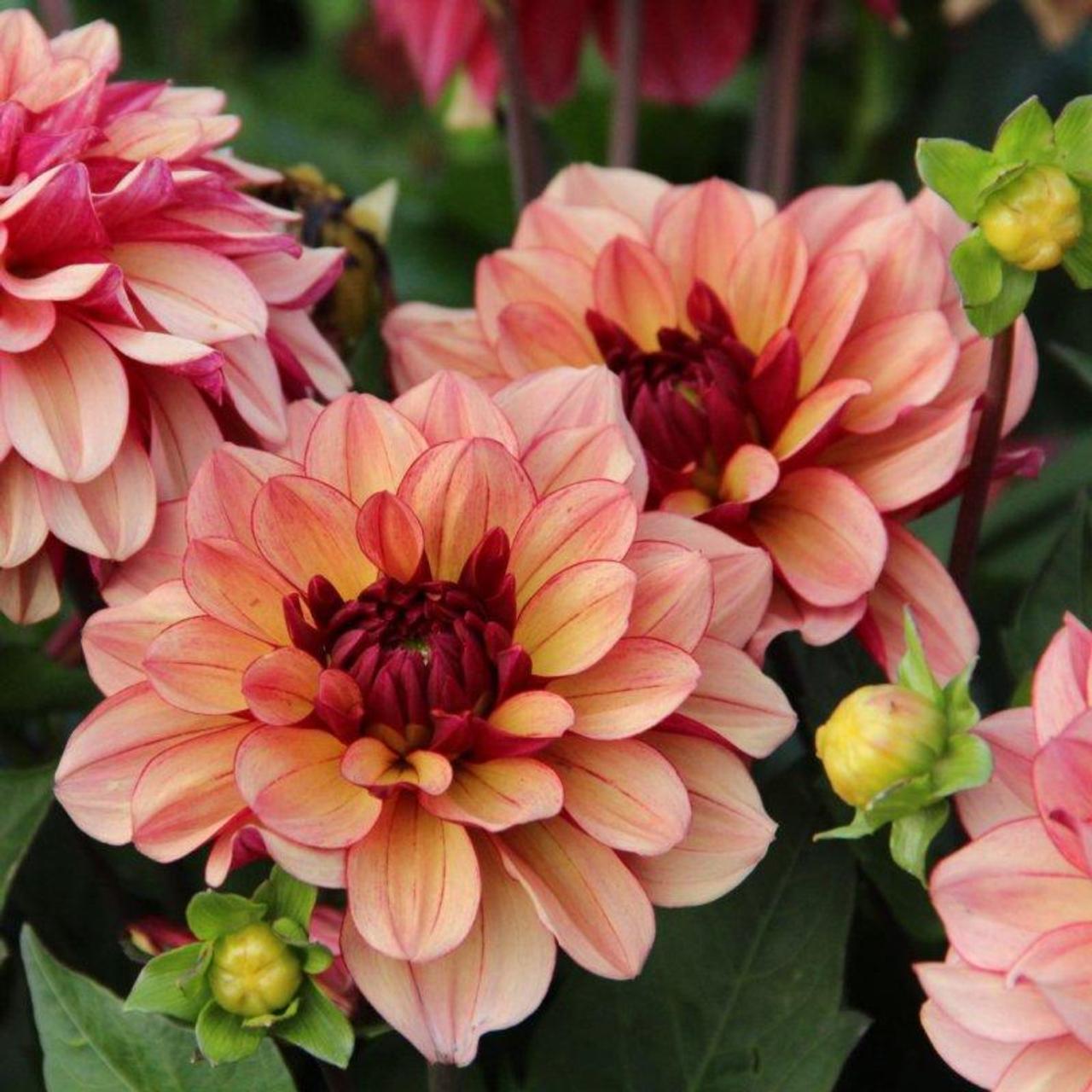 Dahlia 'Crème de Cognac' plant