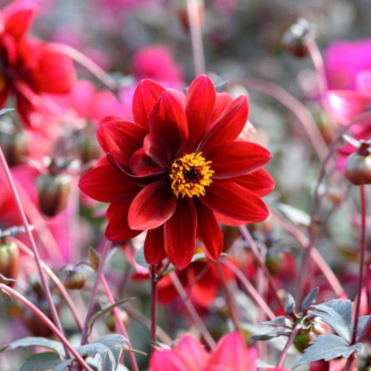 dahlia-crushed-crimson-g14402dahl Dahlia 'Crushed Crimson (G14402DAHL)' plant