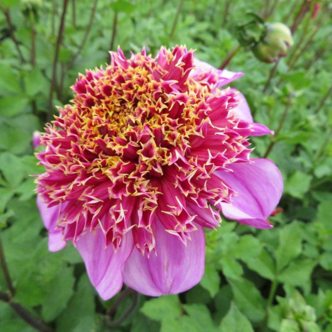 Dahlia 'Dad's Favourite' plant