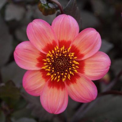 dahlia-dahlegria-tricolore-dahlgr85