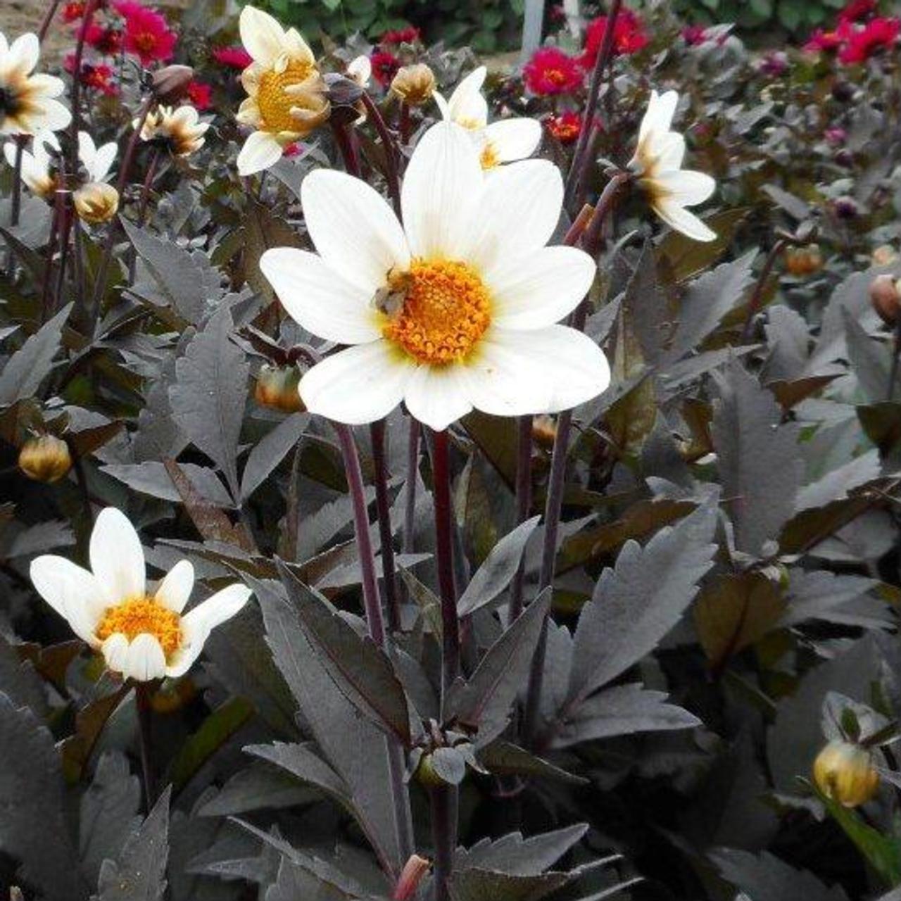 Dahlia 'Dahlegria White (Dahlgr95)' plant