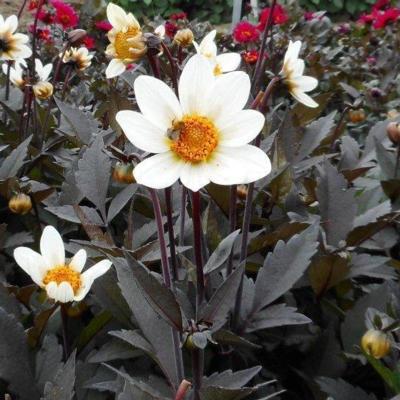 dahlia-dahlegria-white-dahlgr95