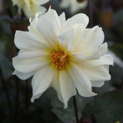 dahlia-dainty-daisy