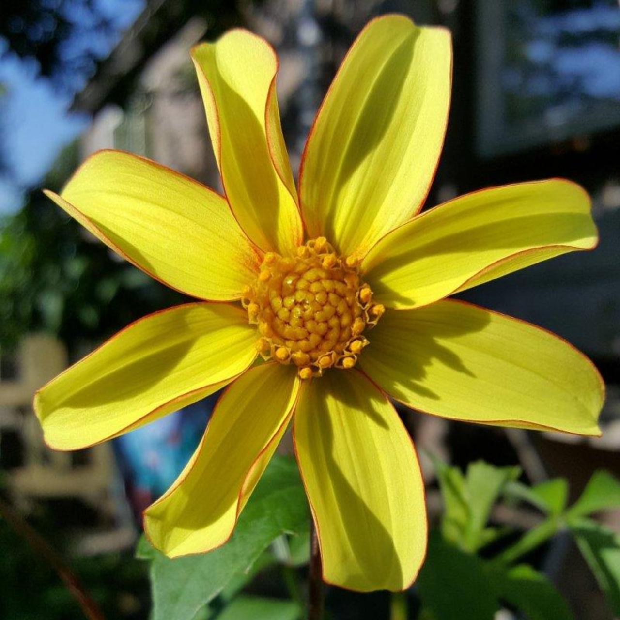 Dahlia 'Dakota' plant