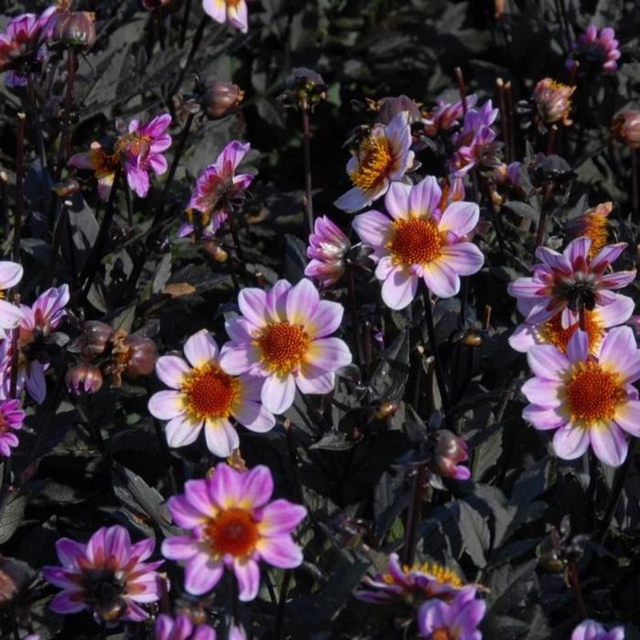 Dahlia 'Dark Angel American Pie' plant