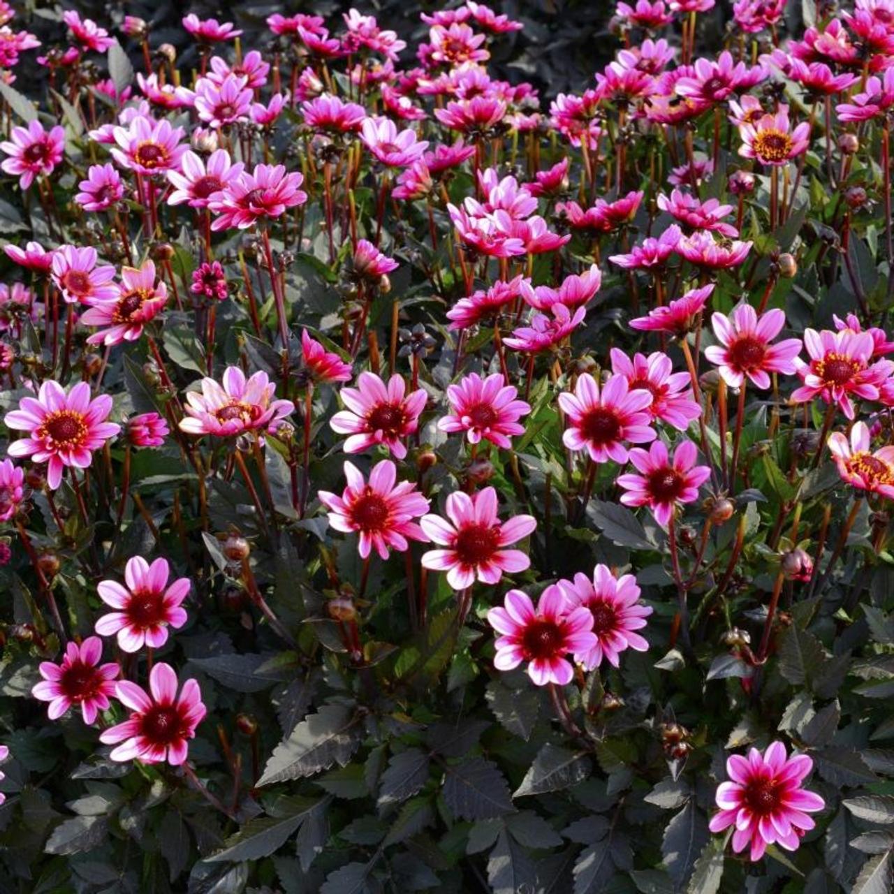 Dahlia 'Dark Angel Pretty Woman' plant