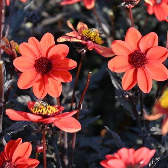 Dahlia 'Dark Angel Pulp Fiction' plant