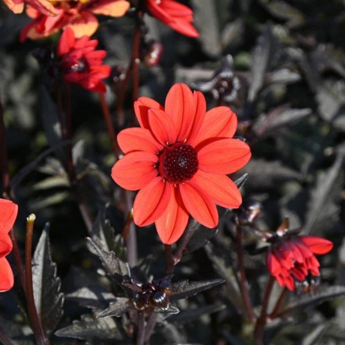Dahlia 'Dark Angel Pulp Fiction' plant