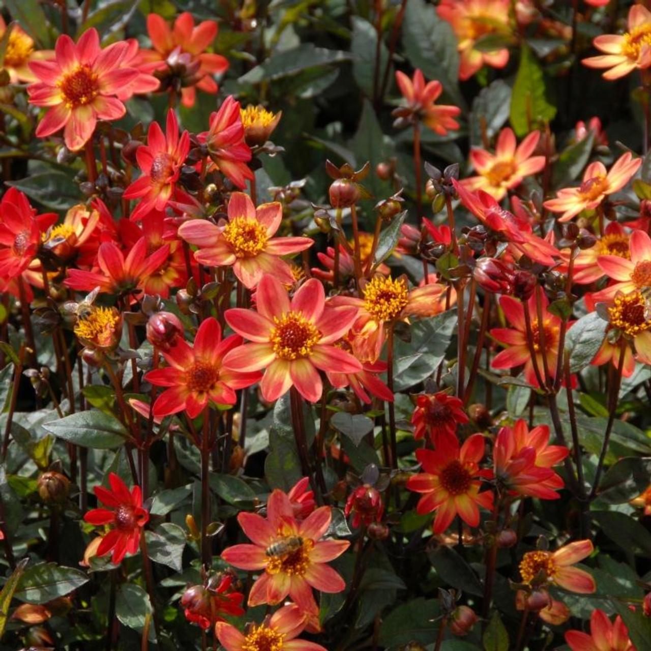 Dahlia 'Dark Angel Star Wars' plant