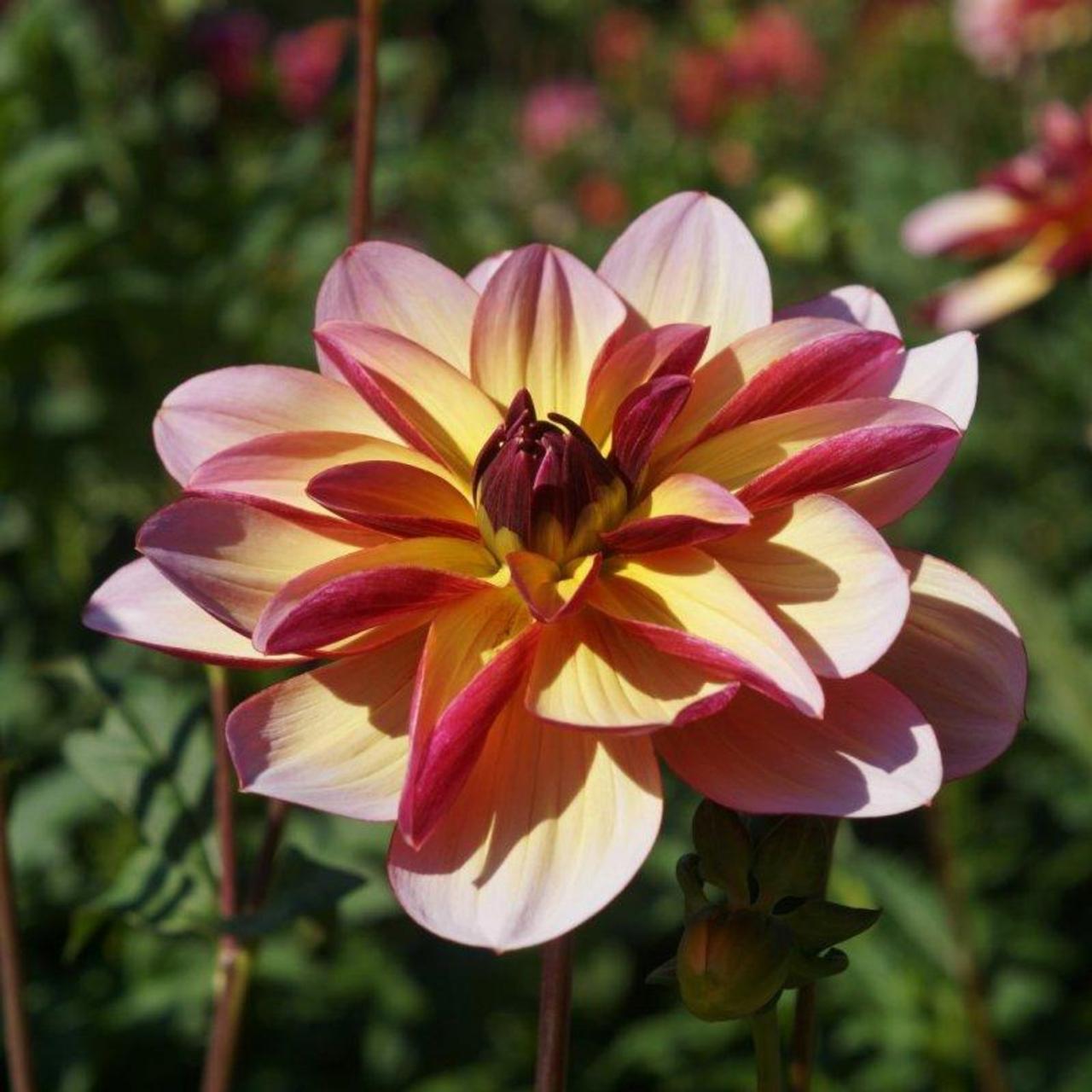 Dahlia 'Dark Butterfly' plant