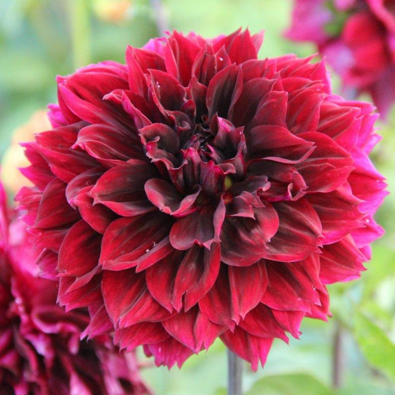 Dahlia 'Dark Fubuki' plant