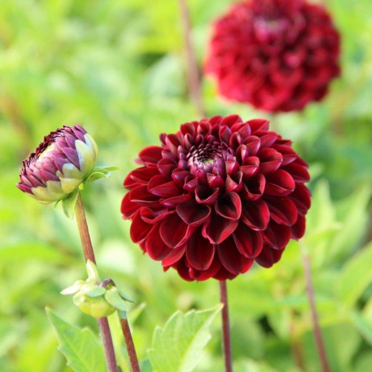 Dahlia 'Dark Spirit' plant