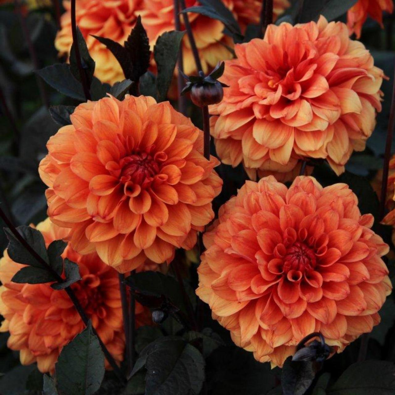 Dahlia 'David Howard' plant