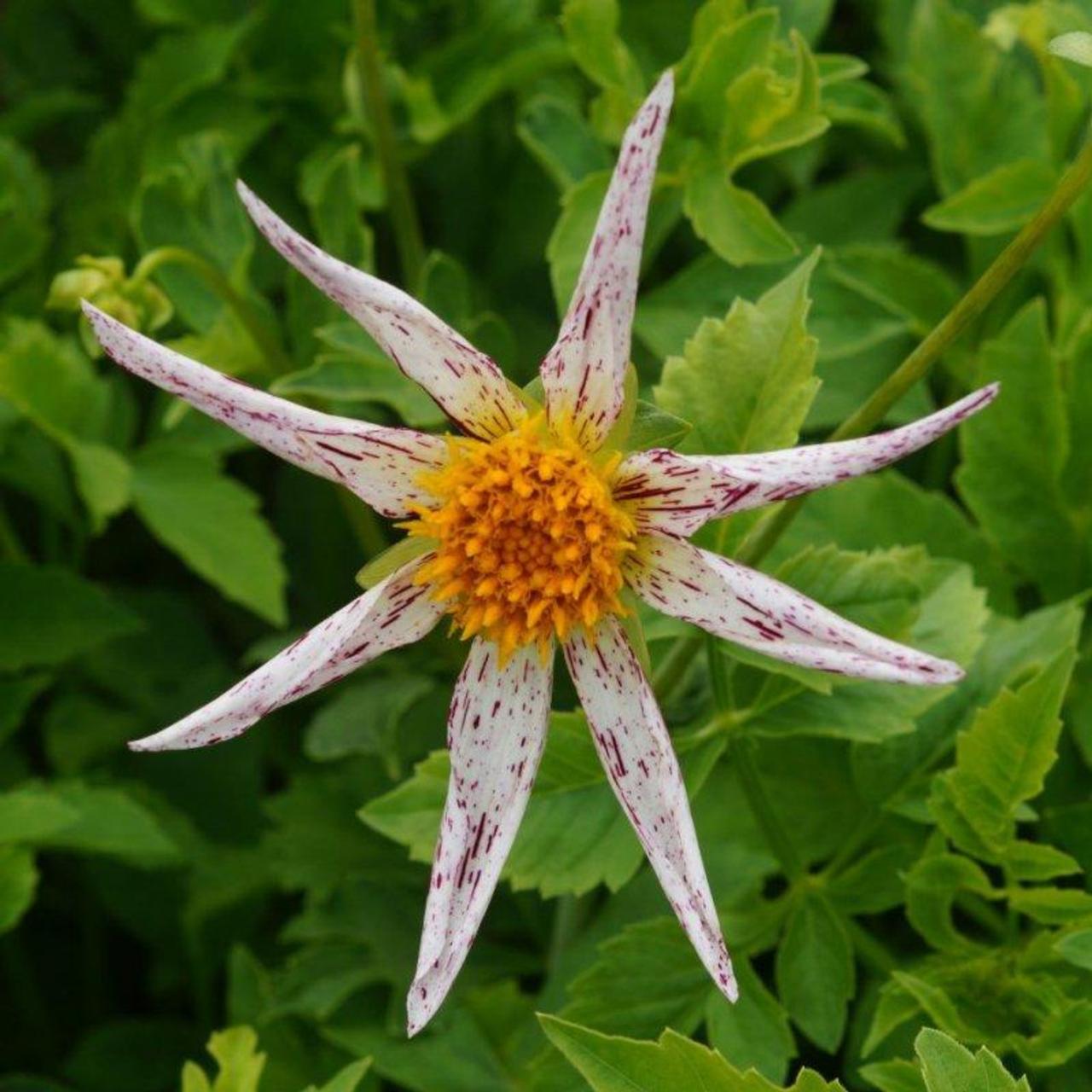 Dahlia 'Destiny's Teachers' plant