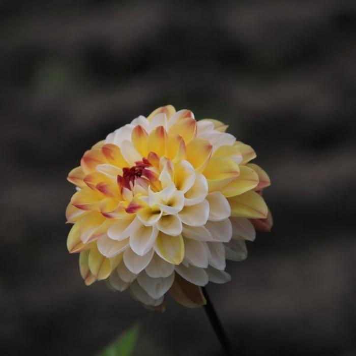 Dahlia 'Double Jill' plant