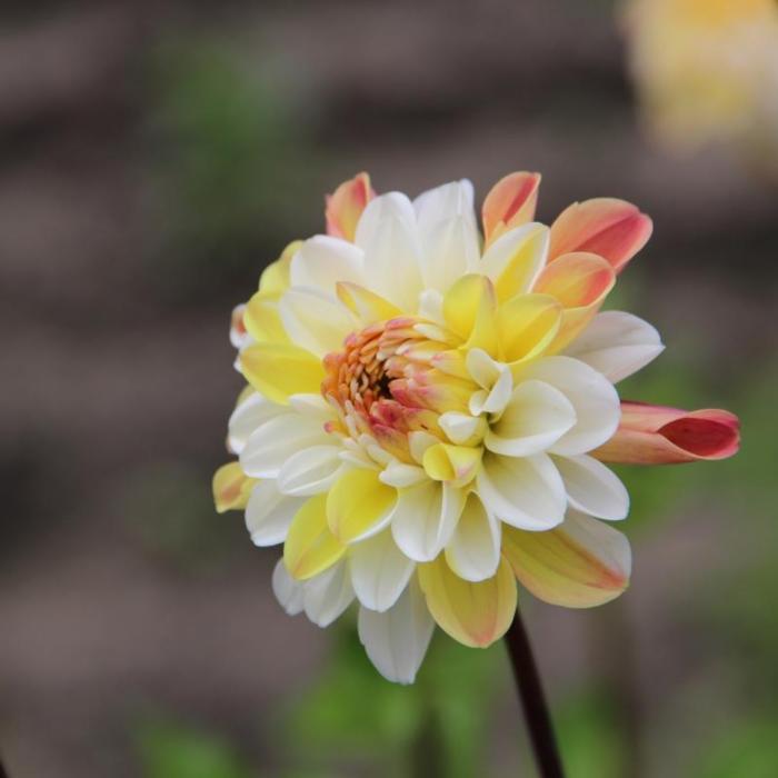 Dahlia 'Double Jill' plant