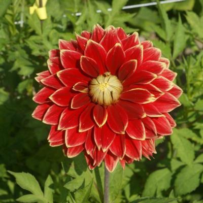 dahlia-dutch-carnaval