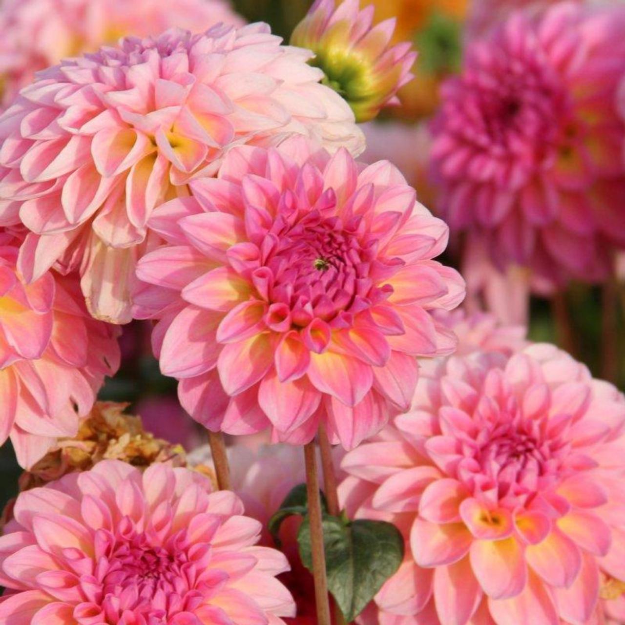 Dahlia 'Esli' plant