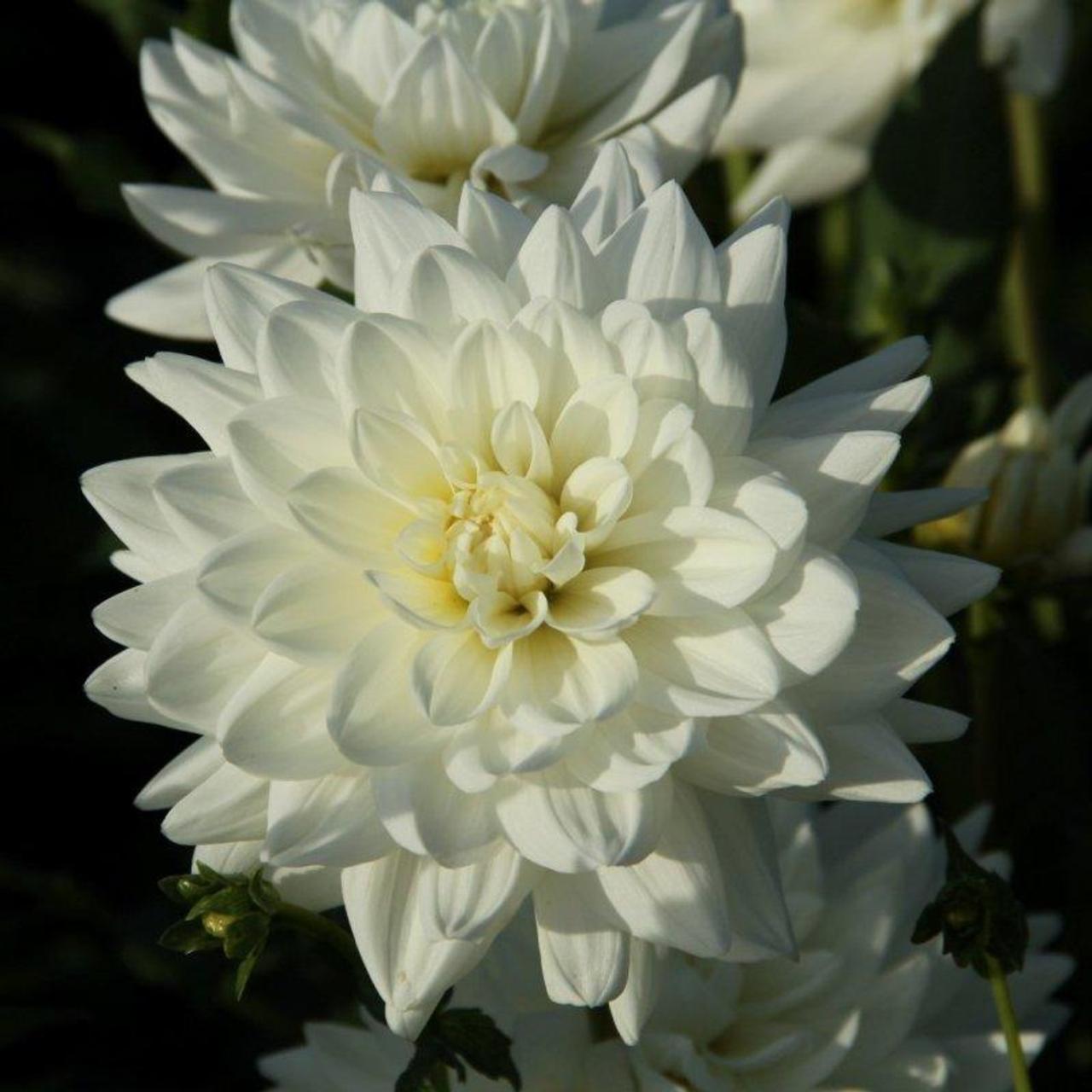 Dahlia 'Eternal Snow' plant