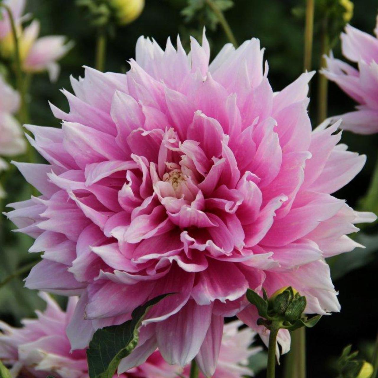 Dahlia 'Evanah' plant