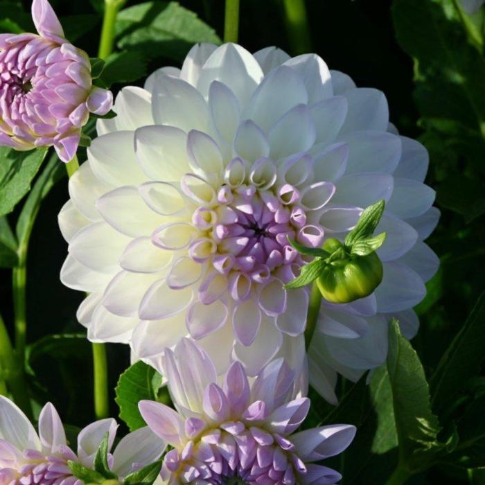 Dahlia 'Eveline' plant