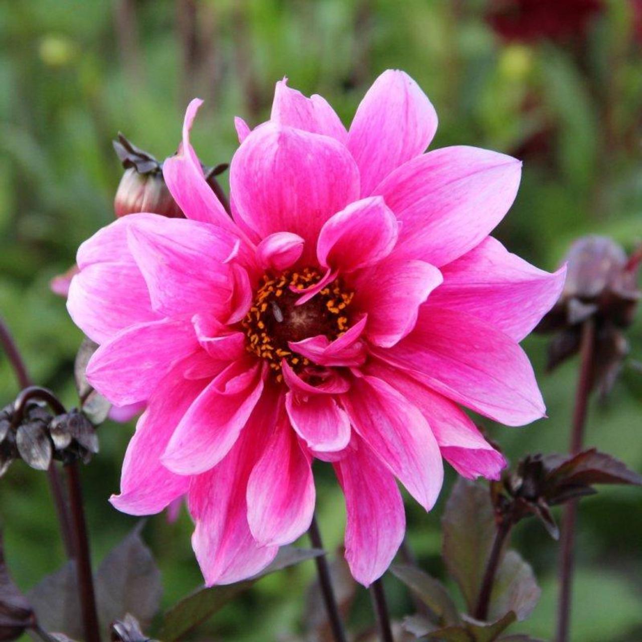 Dahlia 'Fascination' plant