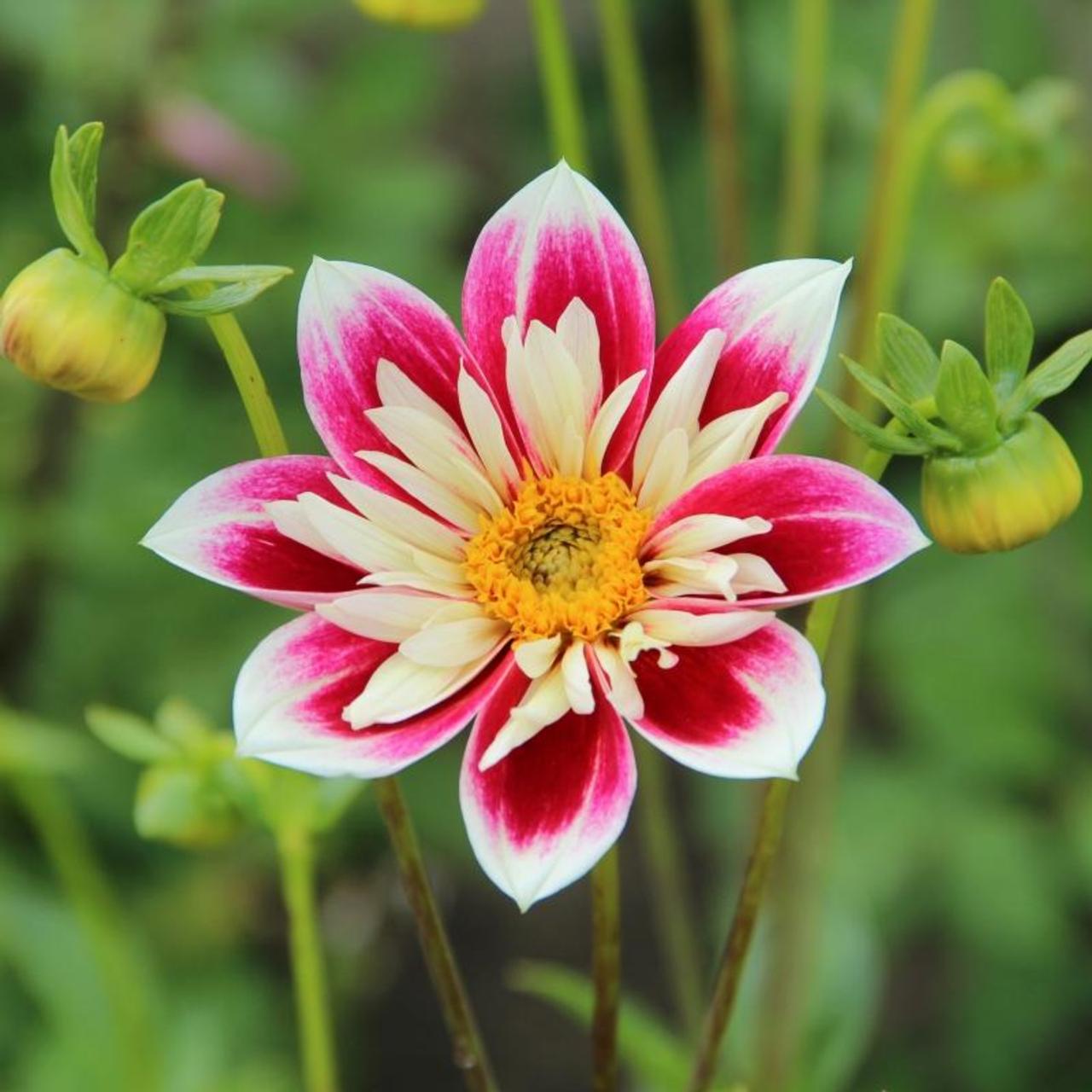 Dahlia 'Fashion Monger' plant