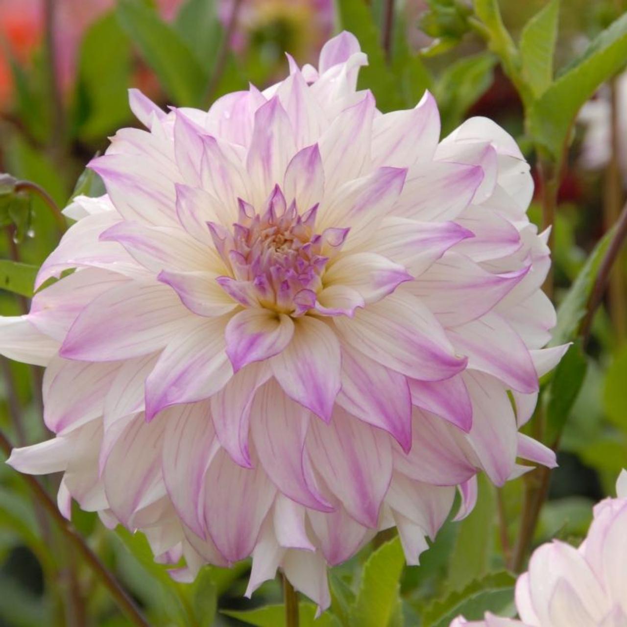 Dahlia 'Ferncliff Illusion' plant