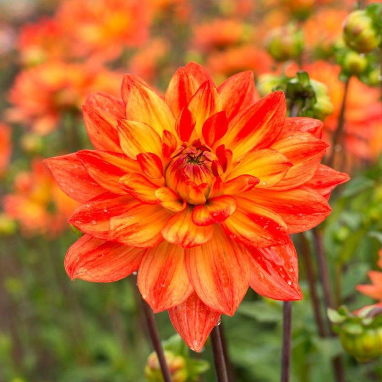 Dahlia 'Fiësta' plant