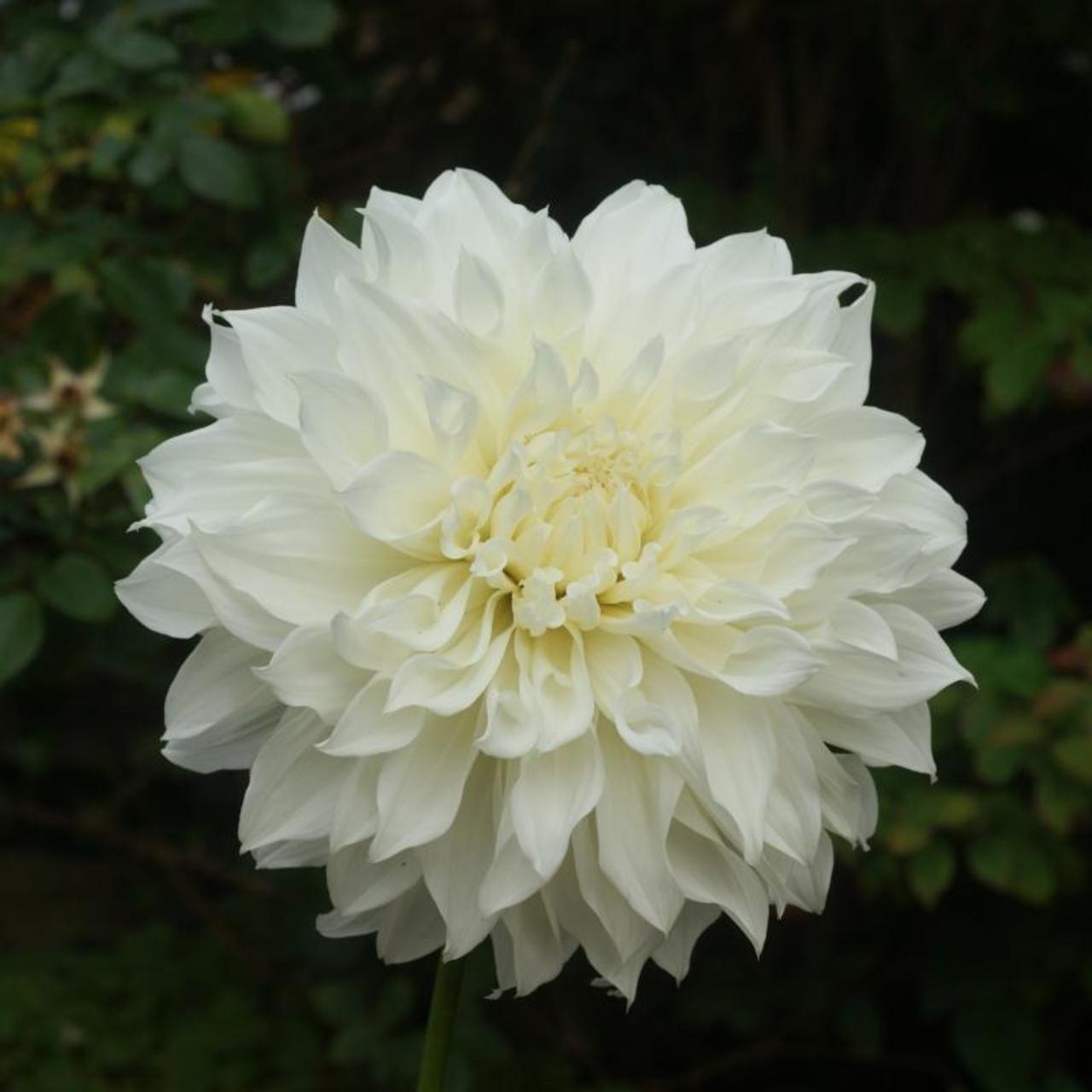 Dahlia 'Fleurel' plant