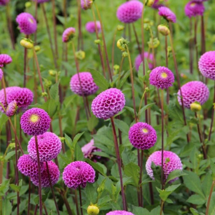 Dahlia 'Franz Kafka' plant