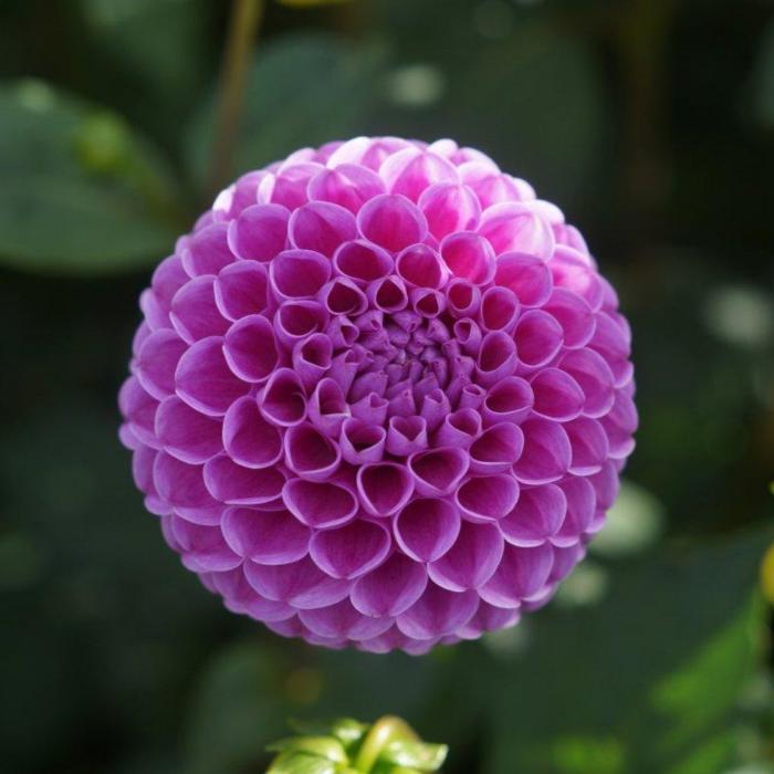 Dahlia 'Franz Kafka' plant