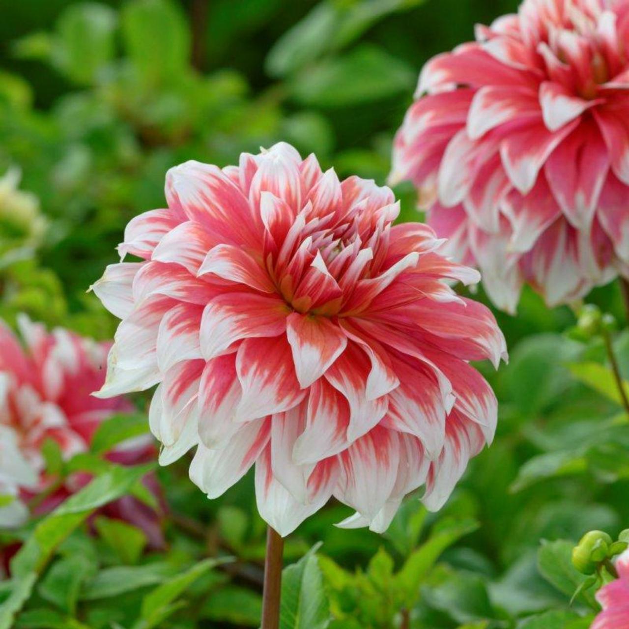 Dahlia 'Frost Nip' plant