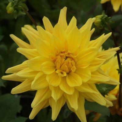 dahlia-gelber-vulcan