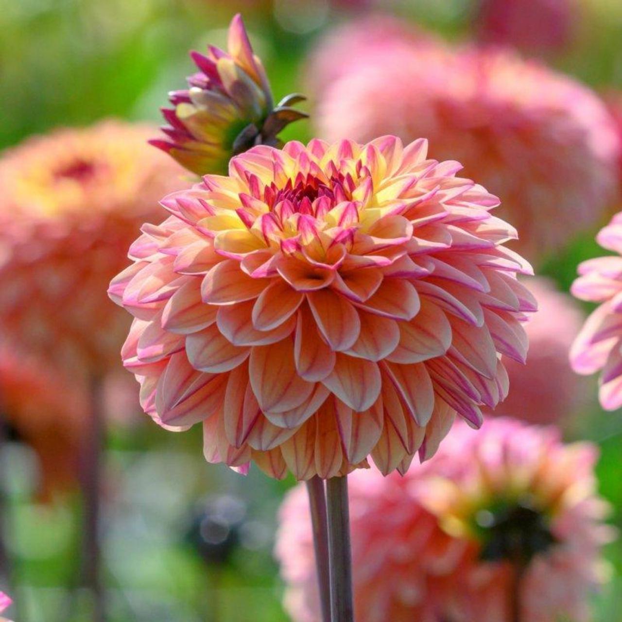dahlia-gelia Dahlia 'Gelia' plant