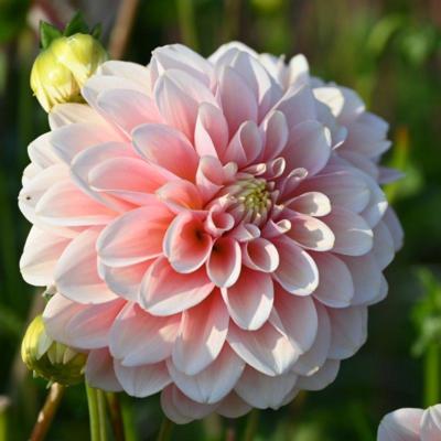 dahlia-giovanna