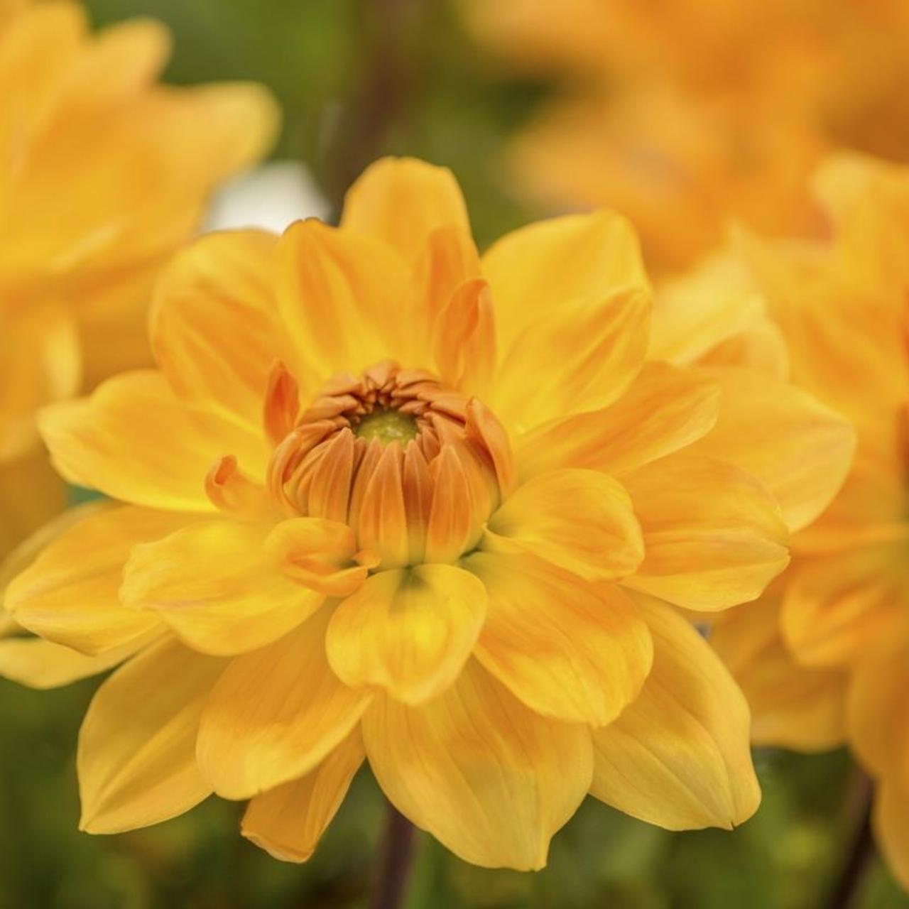 Dahlia 'Gold' plant