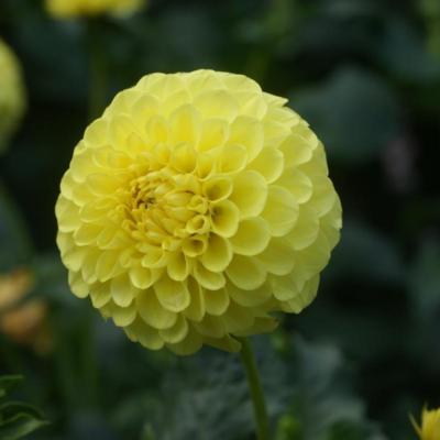 dahlia-golden-scepter