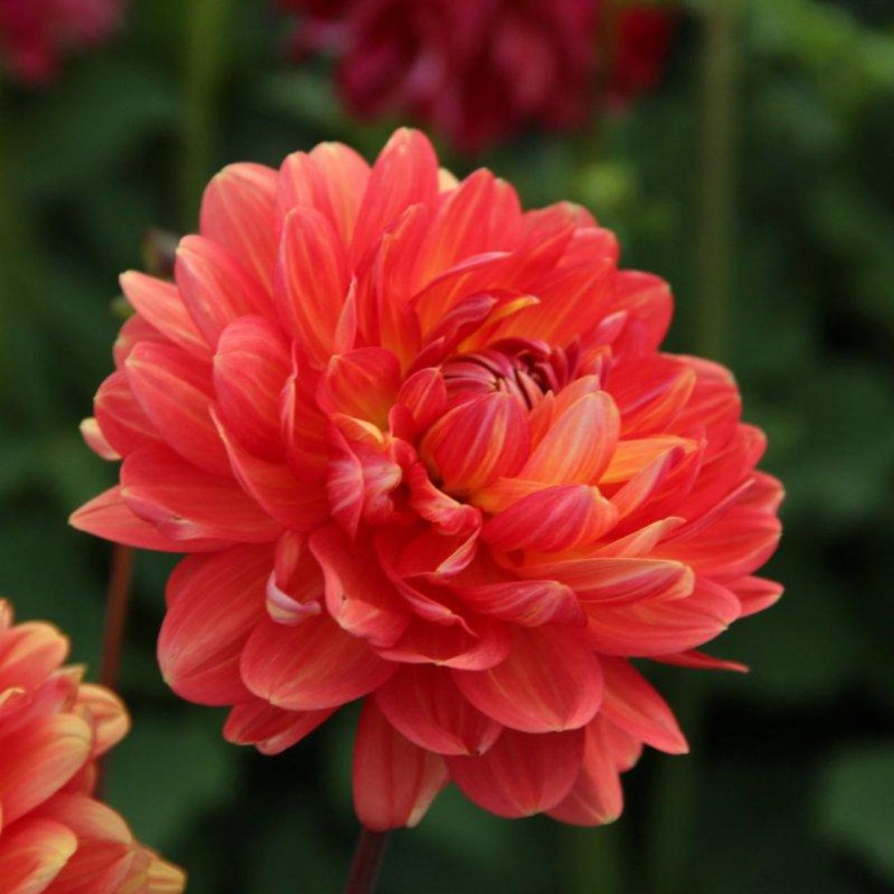 Dahlia 'Graceland' plant