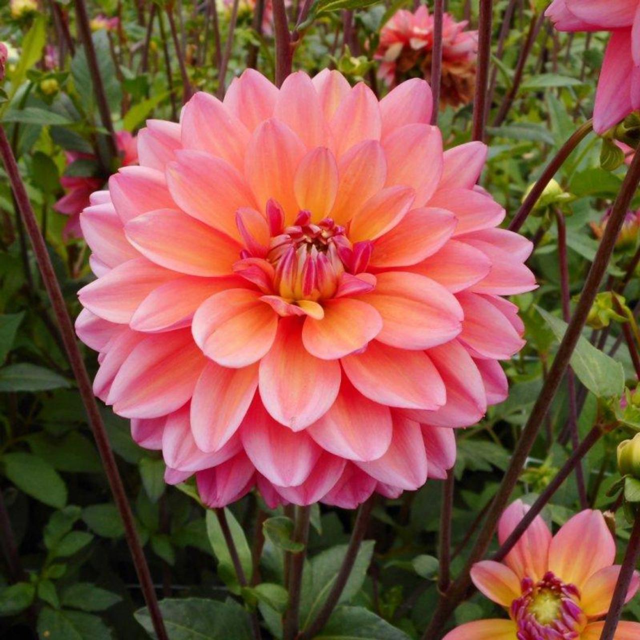 Dahlia 'Great Silence' plant