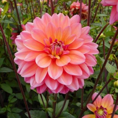 dahlia-great-silence