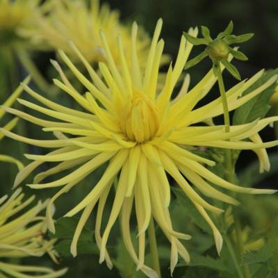 dahlia-grysons-yellow-spider