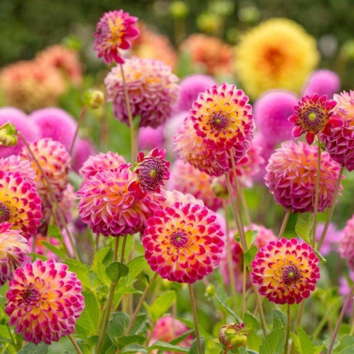 Dahlia 'Hapet Daydream' plant