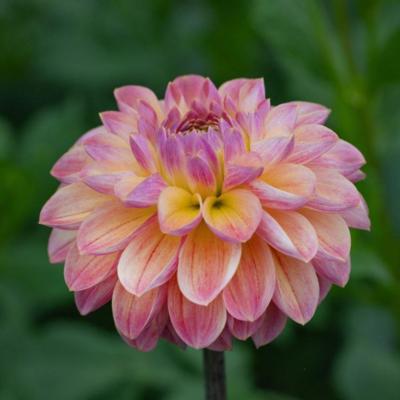 dahlia-hapet-pastell