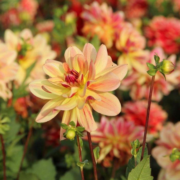 Dahlia 'Happy Butterfly' plant