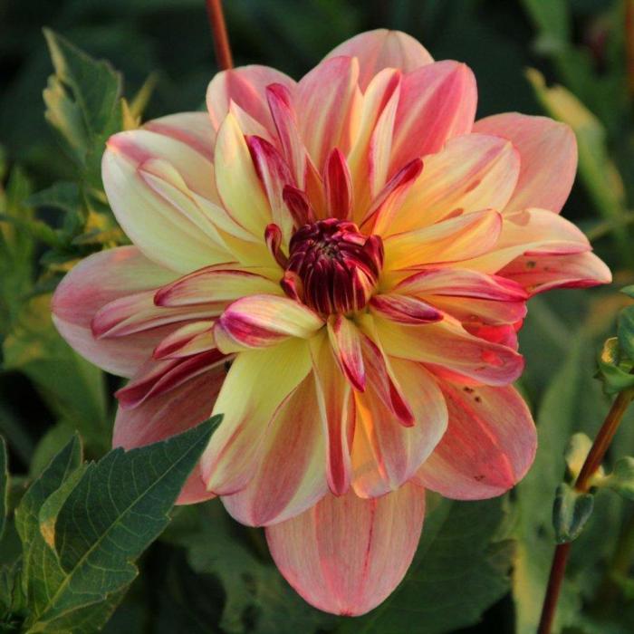 Dahlia 'Happy Butterfly' plant