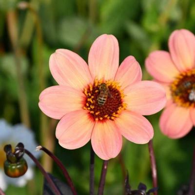 dahlia-happy-single-first-love