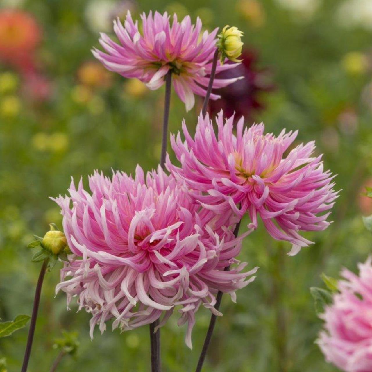 Dahlia 'Hollyhil Cotton Candy' plant